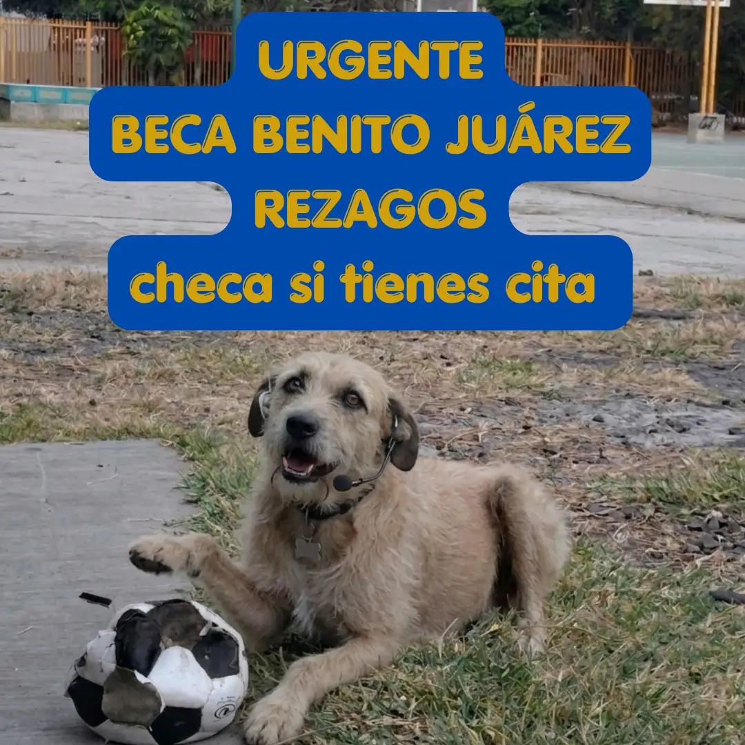 Urge Beca BJ